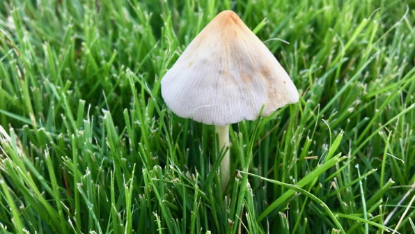 Mushroom d sod