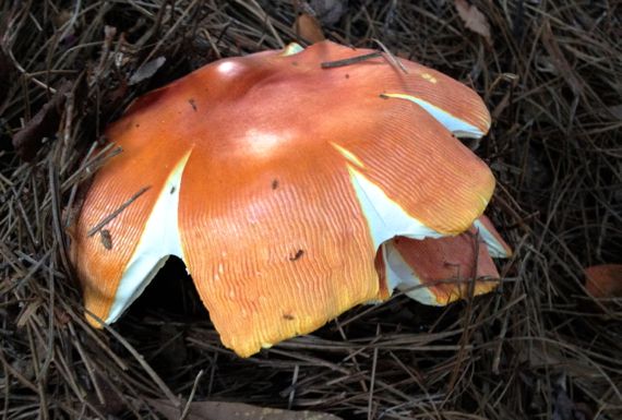 Mushroom large split bolete maybe