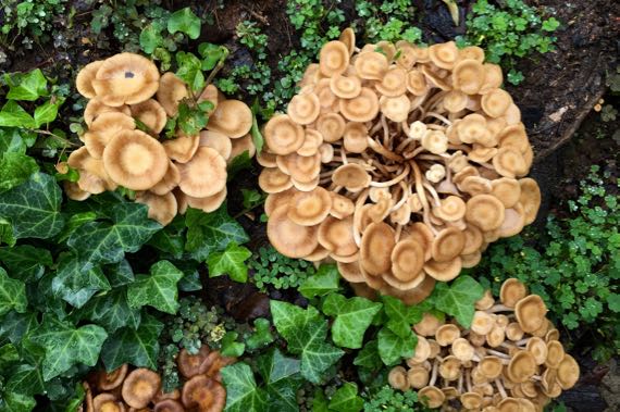 Mushroom plethora