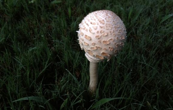 Mushroom still spherical