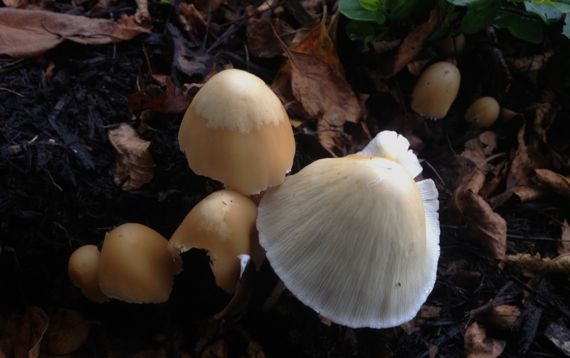 Mushrooms in multi stages