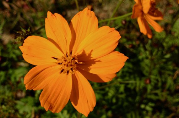 Mystery autumn flower orange