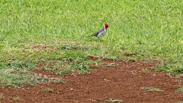 Mystery red bird