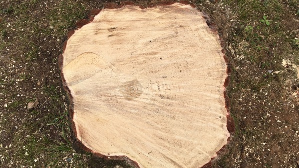 New stump