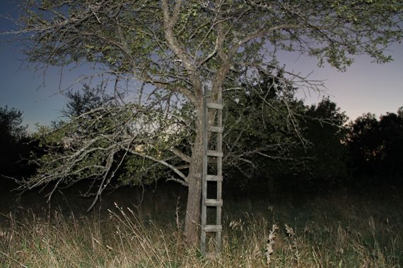 night_flash_ladder_apple_tree.jpg