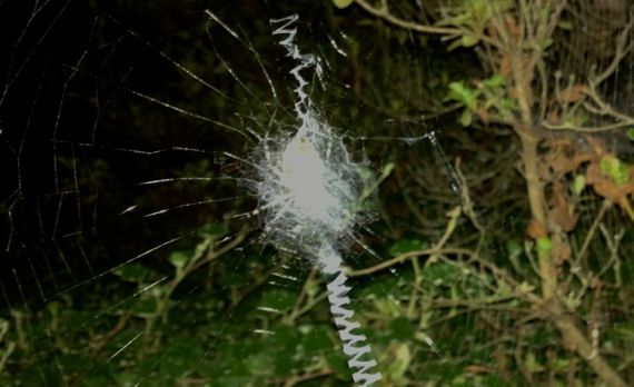 Night spider web