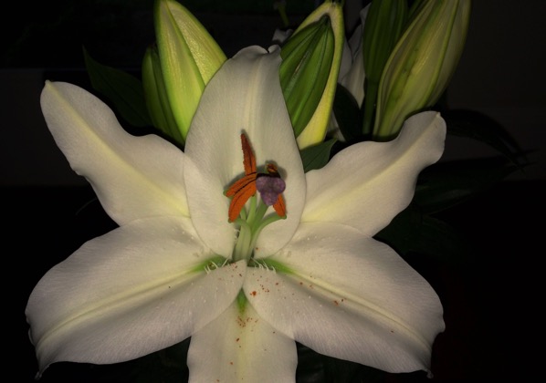 No two lily bloom