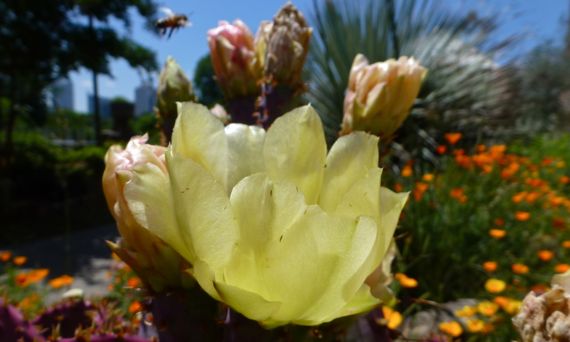 Nopal cactus bloom in yellow