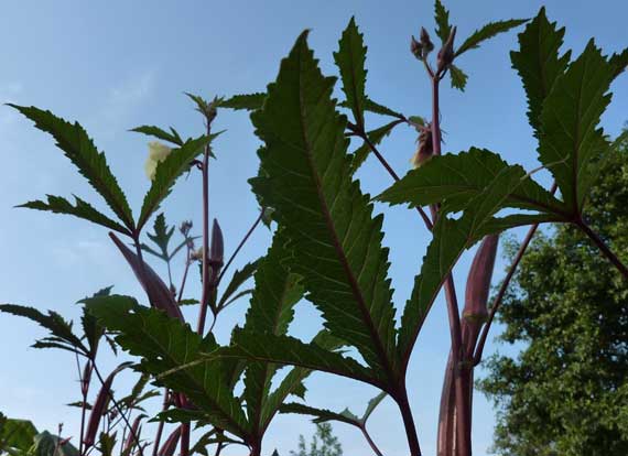 okra_red_community_garden.jpg