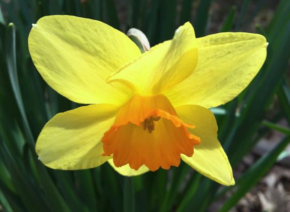 Old fashioned daffodil