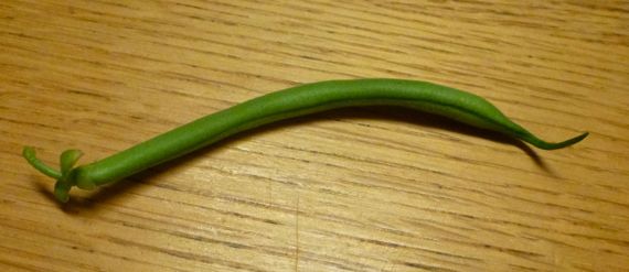 One green bean on oak
