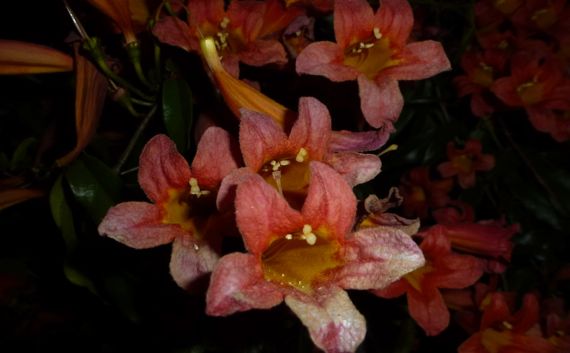 Orangy trumpety flowers