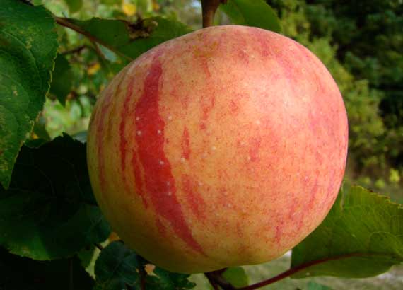orchard_apple_striped.jpg