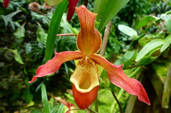 Orchid bot garden orangey splayed