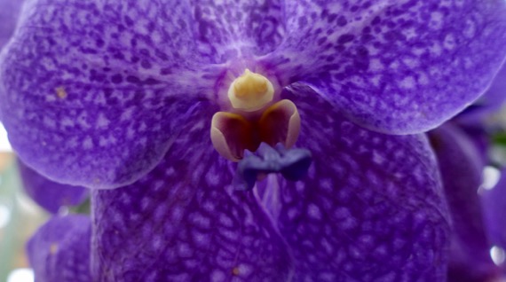 Orchid of purple