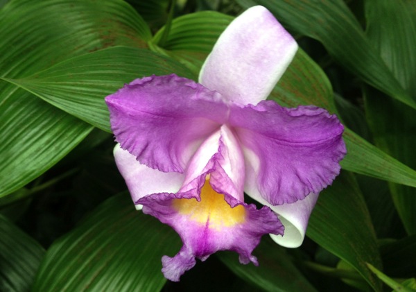 Orchid purple white ABG