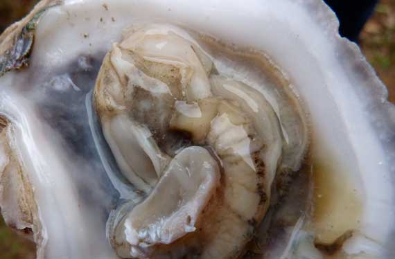 oyster_on_half_shell_from_TX.jpg