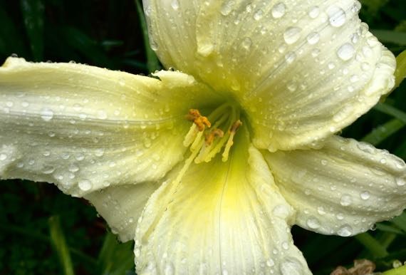 Pale yellow lily CU