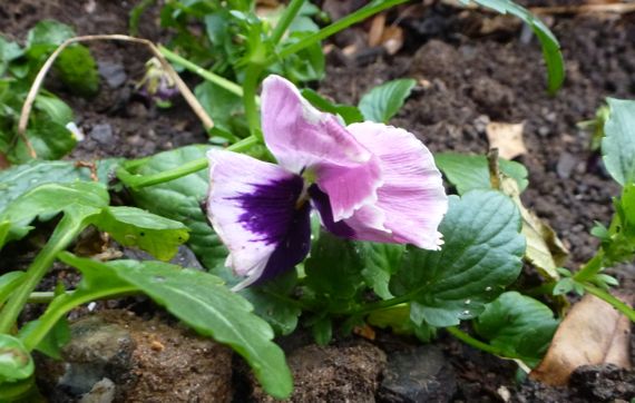 Pansy hanging on first day
