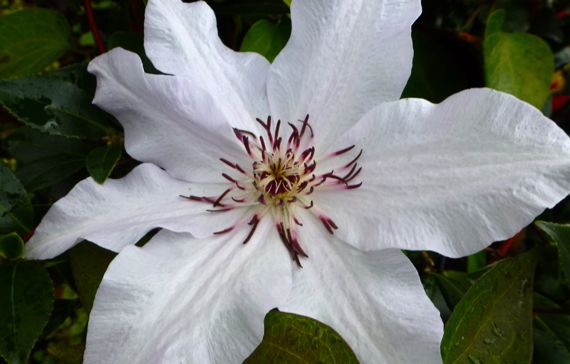 Passion flower autumn white