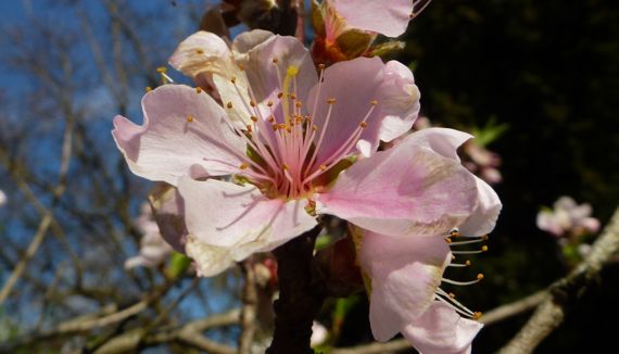 Peach blossom in mar of all things