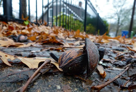 Pecan half in husk on sidewalk