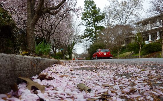 Petals in the gutter 2011