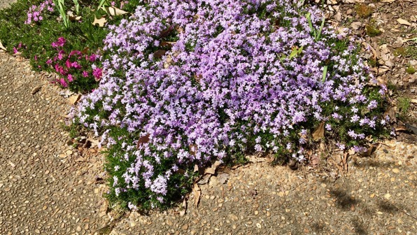 Phlox sidewalk