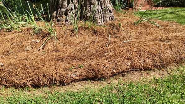 Pine straw detail