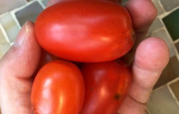 Plum tomatoes again