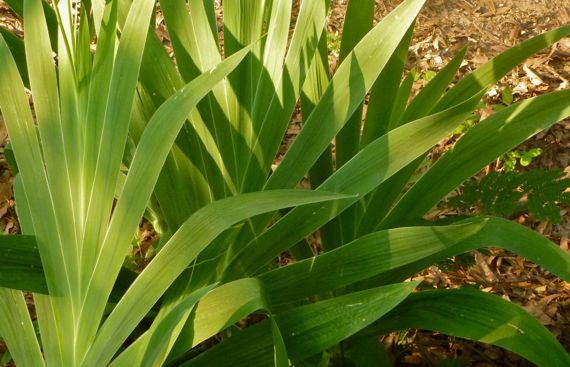 Post bloom flat leaved plants in sun shadow