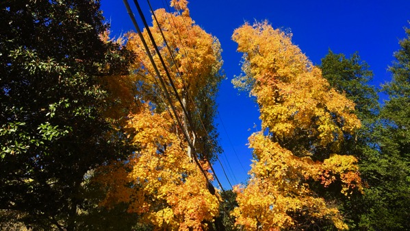 Power line pruned tree