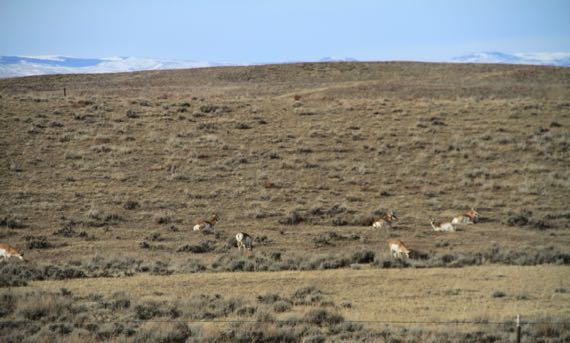 Pronghorns