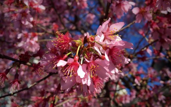 Prunus bloomus