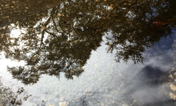 Puddle reflection