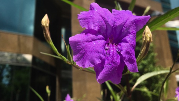 Purple fleur