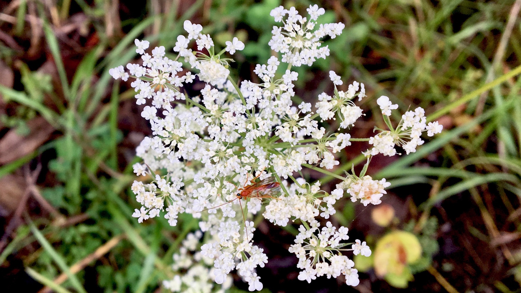 Queen annes lace n insect