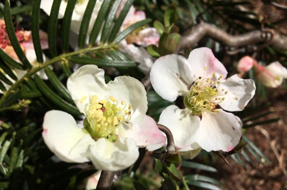 Quince blooms