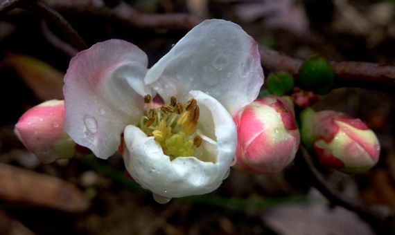 Quince blooms in JAN