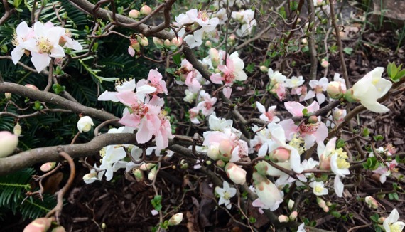 Quince blossom cloud