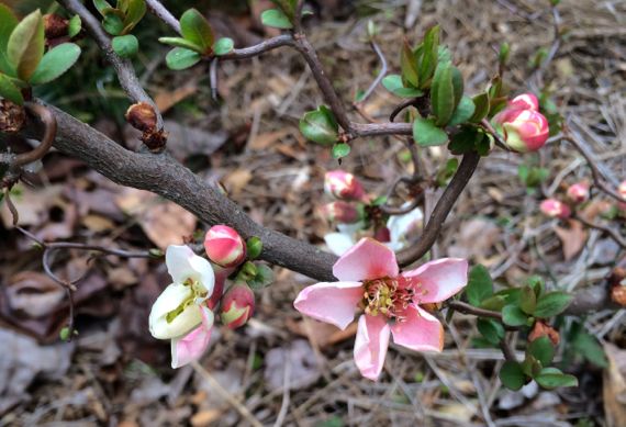 Quince blossoms continue