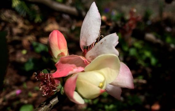 Quince buds blooms