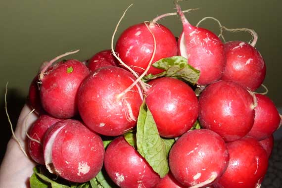 radish_red_bundle.jpg