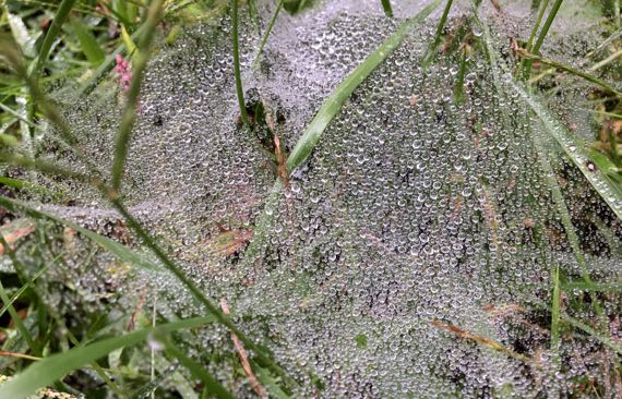 Rain decorated web
