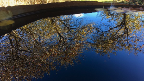 Rainbarrel reflection leaves