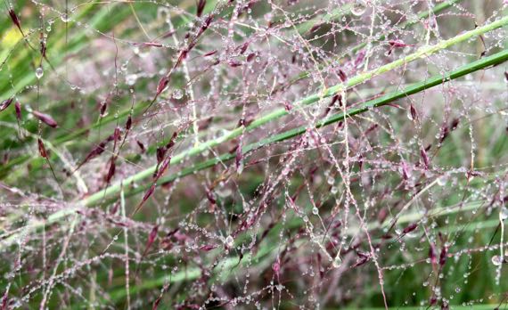 Raindrop grass plumes