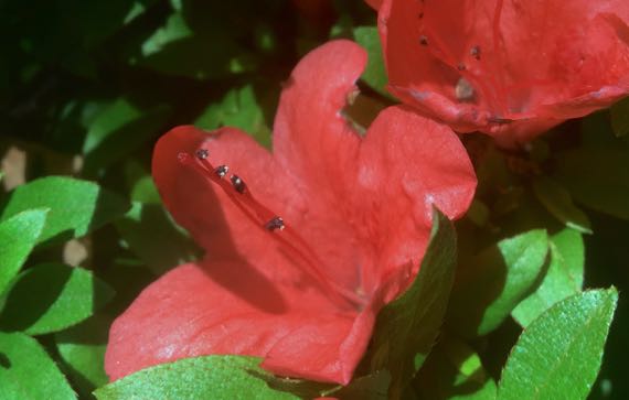 Red azalea