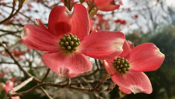 Red dogwood blooms