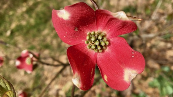 Red dogwood opening