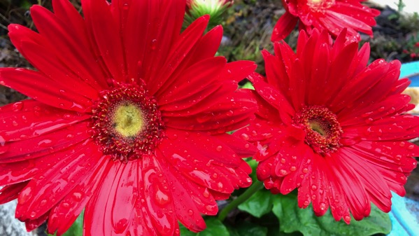 Red gerberas